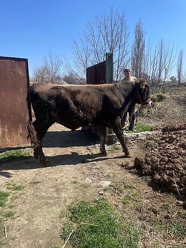 Коровы, быки: Продаю | Бык (самец) | На откорм | Племенные at lalafo.kg — 3 Коровы, быки: Продаю | Бык (самец) | На откорм | Племенные — 3