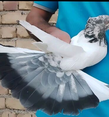 Göyərçinlər: Kom quşlar satılır 3 manatdan real alıcılar əlaqə saxlasın 74 denedi