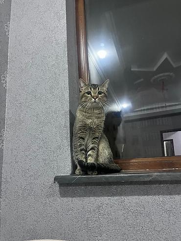 pişik etibarlı əllərə: Tabbi, Erkək, Yaxşı əllərə — 1