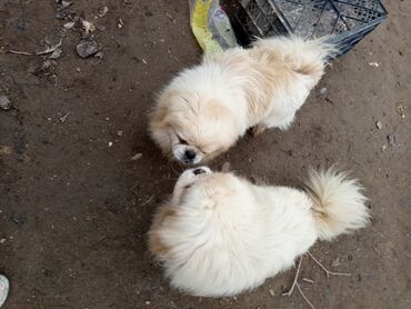 İtlər: Pekines, 2 il, Erkek, Ünvandan götürmə