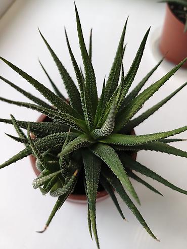 алоэ: Суккулент алоэ (вероятно, Aloe aristata/или близкий гибрид) в горшке — 2