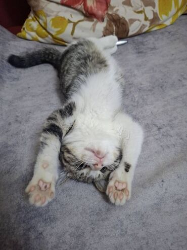 Pişiklər: Erkək, Dişi, Ünvandan götürmə — 9