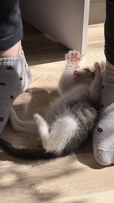 Отдам даром кошку: Г.Каракол. Домашний котёнок! Ищем любящую семью для малыша! Мальчик,2 — 1