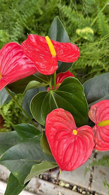 ağ tülpan qiyməti: Anthurium 23azn. Hündürlük 40sm. Çatdırılma Dərnəgül metrodan-Nizami — 4