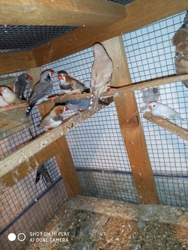 Amadinlər: Amadinlər Satış zebravıy sadə amadinlər benqal amadini risovka risoviy — 10