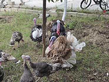 hindusqa cucesi: Erkək, Damazlıq — 4