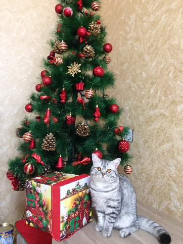 шотландский вислоухий кот рыжий в Азербайджан: Шотландский кот Барсик ждет невесту для вязки