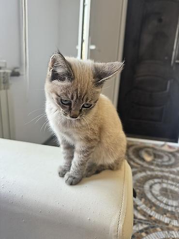 продажа домашних животных: Котёнок с голубыми глазами и кремово-серебристым окрасом — 4
