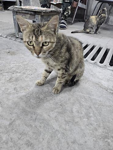 швейцарская кошка: Кошка даром: Беспородная, Девочка — 2