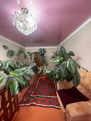 каучуконосный фикус: Продаю большой домашний цветок фикус — 2