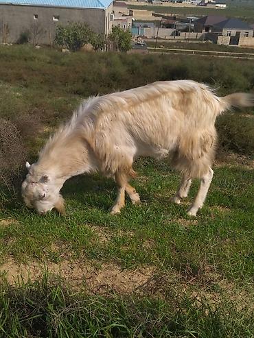Keçilər, çəpişlər: Salam.erkək keçi satıram 500manata 1yaş 5aylığdı.anası alpenən — 1