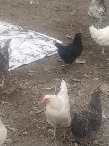 Куры, петухи: Продаю | Куры | Домашняя | Для разведения — 10