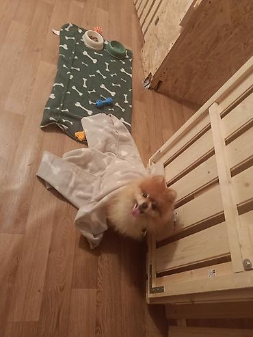 Oprema za kućne ljubimce: "Fito pansion – Briga o vašem psu dok ste Vi odsutni Pansion za pse — 4