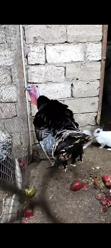 Hinduşkalar: Erkək, Damazlıq — 5