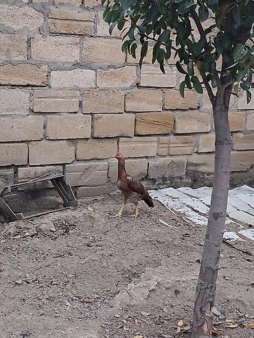 heyrati gence: Real alicilar narahat etsin xaiw — 9