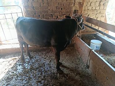 Продам с/х животных: Продаю | Бык (самец) — 8