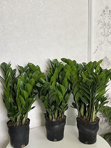 Замиокулькас (долларовое дерево) 🌱 Высота: 53 см Цена: 850 сом