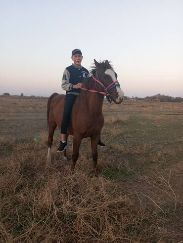 продаю в связи с переездом: Сатам | Жылкы (эркек)