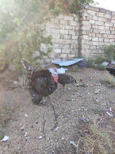 erkek qaz: Erkək, Amerika, Ətlik, Ünvandan götürmə — 6