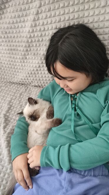 дом для кош: Мышык бекер берилет: Сиам, 2 айлык, Ургаачы, Лотокко барууга үйрөтүлгөн