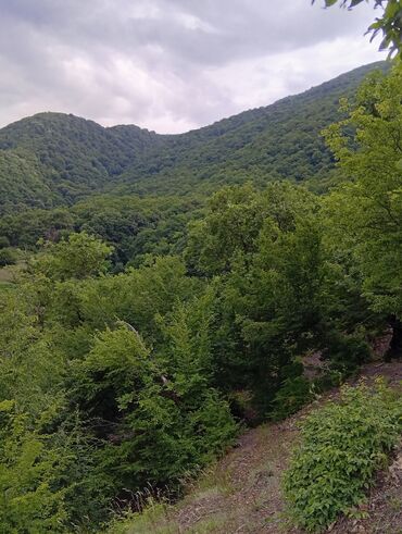 Günlük kirayə evlər: 40 kv. m, 2 otaqlı, Kombi, İnternet, Telefon -da lalafo.az — 22 Günlük kirayə evlər: 40 kv. m, 2 otaqlı, Kombi, İnternet, Telefon — 22