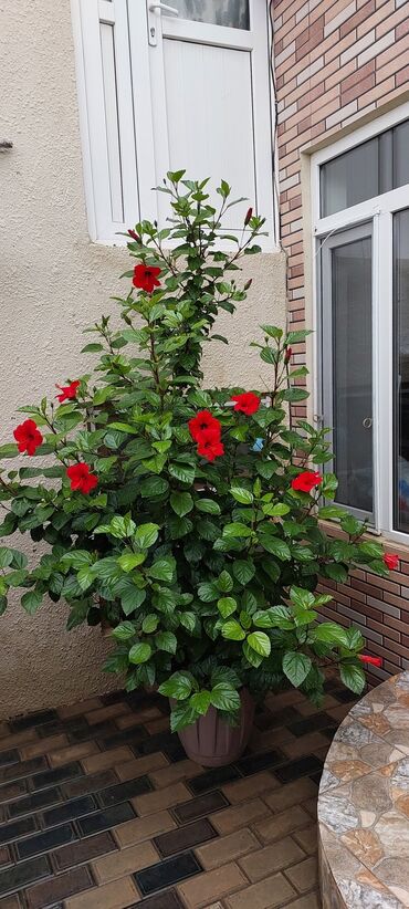 soxulcan gübrəsi: Qırmızı hibiskus (Çin qızgülü) – iri dibçəkdə, bol çiçəkli dekorativ