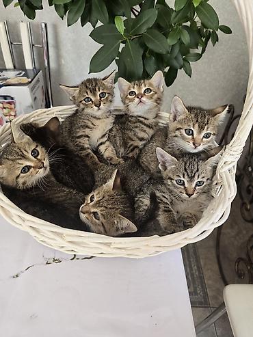 сибирская дымчатая кошка: Полосатые котята в корзинке - Окрас: классический тигровый — 4