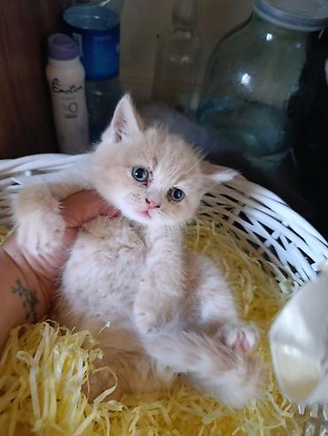 Pişiklər: Britan — 4