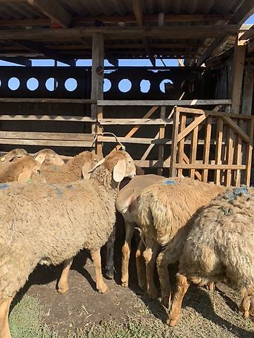 Продам с/х животных: Продаю | Овца (самка) | Арашан | Для разведения — 9