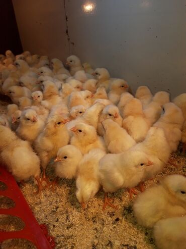 С/х животные и товары: Продаю | Цыплята, Инкубационные яйца | Леггорн | Для разведения, Несушки