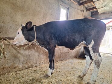 xacmaz heyvan bazari: Təmiz cins danadı dişidi