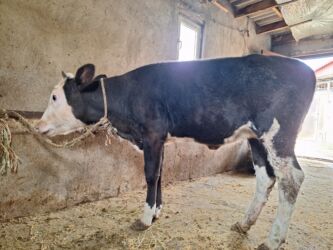 Коровы, быки: Təmiz cins danadı dişdi