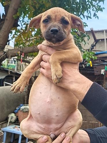 pitbull (hond): Pitbul, 2 ay, Erkək, Ödənişli çatdırılma — 5