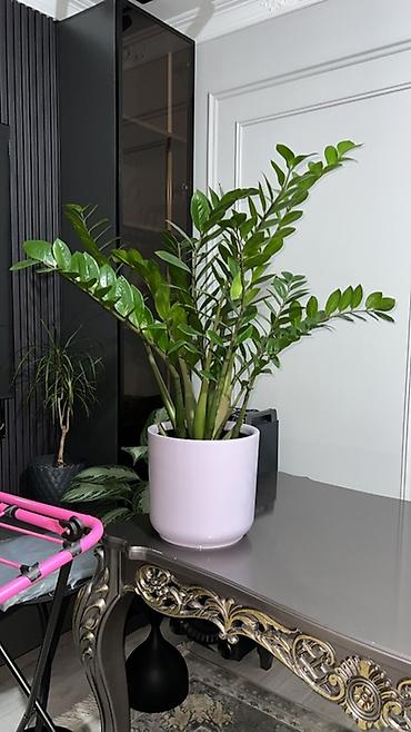 Драцены и Сансевиерии: Доставка по городу бесплатно . Адаптированные пересаженные Комнатные — 62