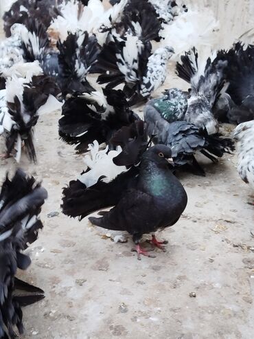 Göyərçinlər: Salam aleykum.Pavlin göyərçinləri satılır.Pavlinlərin sağlamlığına — 2