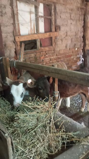 Коровы, быки: Продаю | Бык (самец) — 6