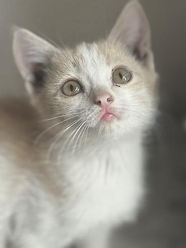 перепелка бишкек: Котят отдам в хорошие руки даром — 5