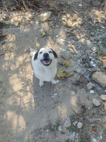 İtlər: Zvonok, 11 ay, Erkek, Peyvəndli -da lalafo.az — 6 İtlər: Zvonok, 11 ay, Erkek, Peyvəndli — 6