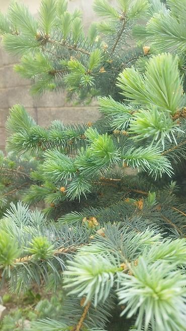 Ель: Ель голубая (Picea pungens), выращенная на участке. Описание: - — 4