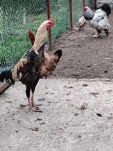 brama cuceler: Toyuq, Brama, Damazlıq — 8