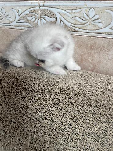 Pişiklər: Yaxşı əllərə — 19