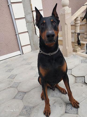 İtlər: Doberman — 8