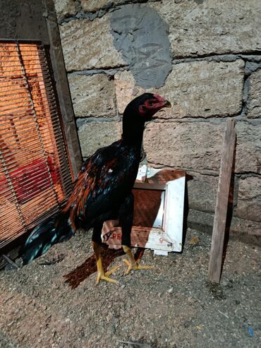 Xoruzlar: 7 ayliq becediler biri 70 azen super qani var — 1