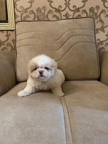 İtlər: Pekines, 2 ay, Peyvəndli, Ünvandan götürmə, Pulsuz çatdırılma, Ödənişli çatdırılma — 7