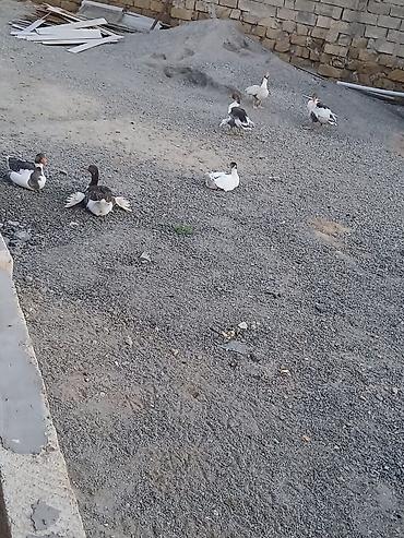 cins xoruz harda banliyar: Qazlar satılır – Yerli qaz qarışıq rəngli (ağ, boz-qara ləkəli) yerli — 3