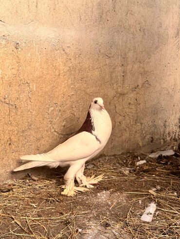 Göyərçinlər: Məhsul: Qanadlı ev heyvanı – saqqallı, lələkləri ayaqlı bəzəkli — 1