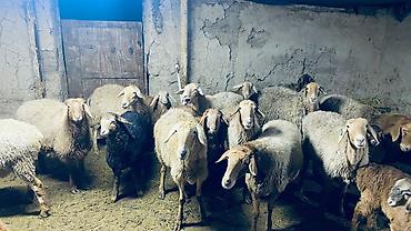 Баран, овца: Продаю | Баран (самец) | Арашан — 6