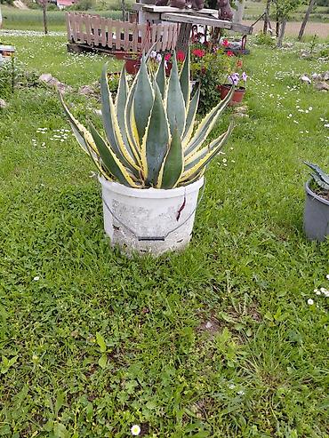 ljubicaste stvari: Agava americana ‘Variegata’ u saksiji - Velika, dekorativna agava sa — 1
