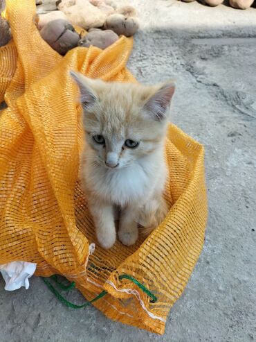 дом для кошки: 3 айлык, Эркек, Аргын