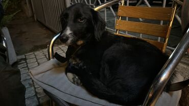 щенок шпиц купить: Собака даром: 6 месяцев, Самка